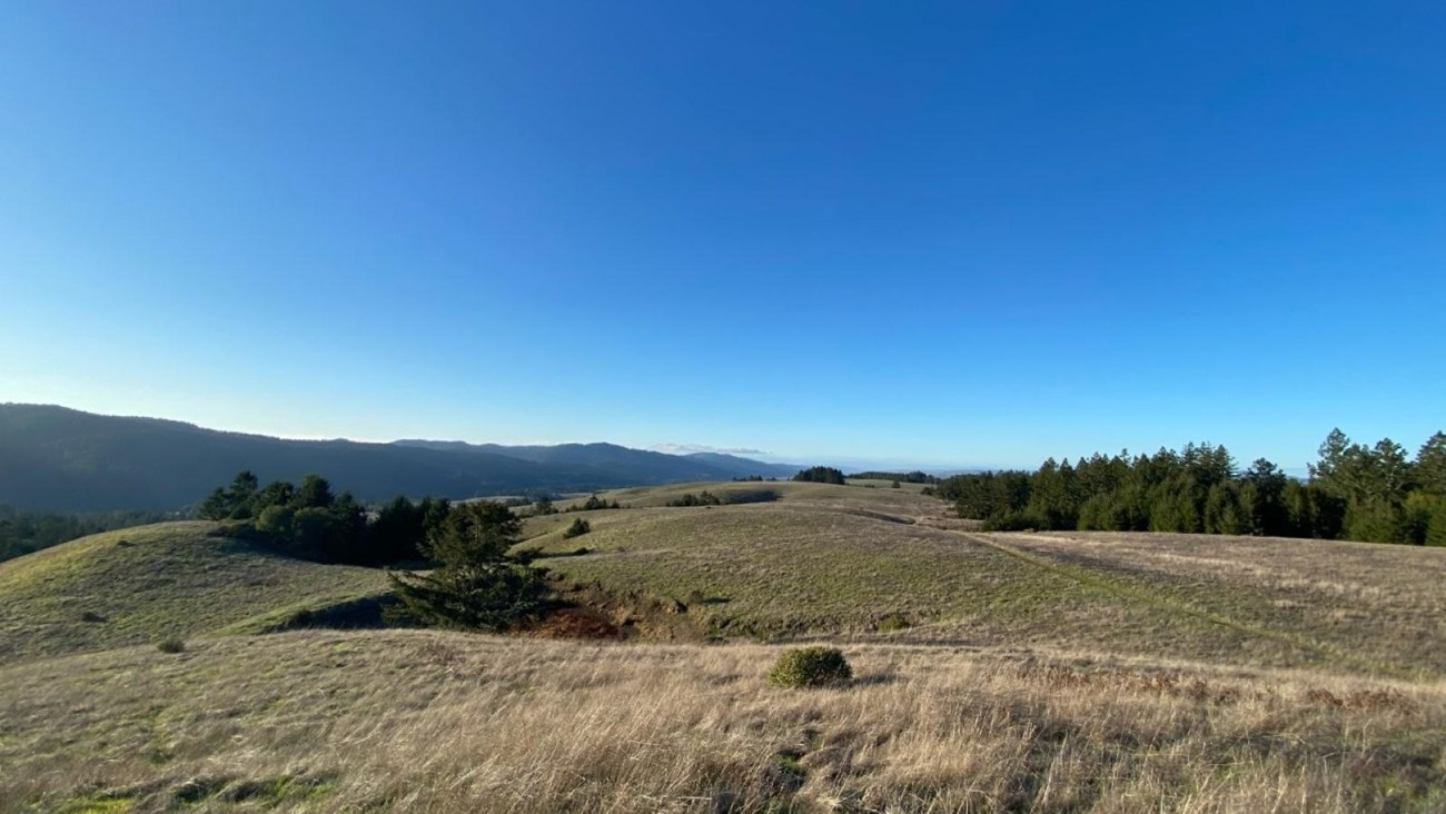 Light brownish-yellow grasses on a ridge crest with a dark green forested ridge in the background.