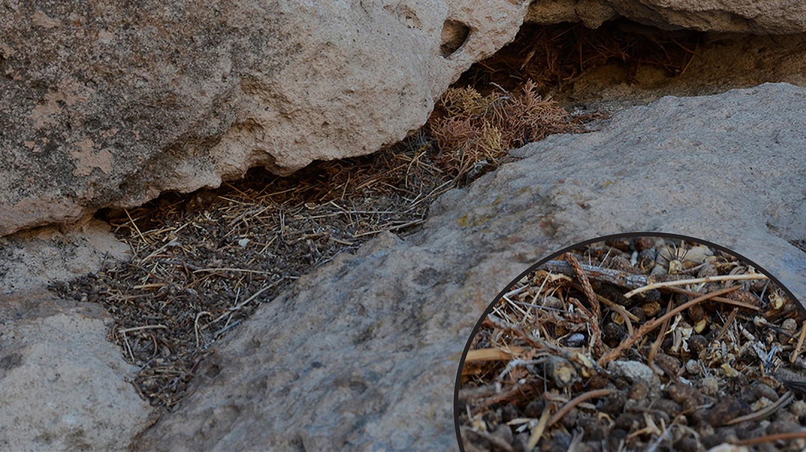 a collection of plant material and brown pellets under a beige overhang