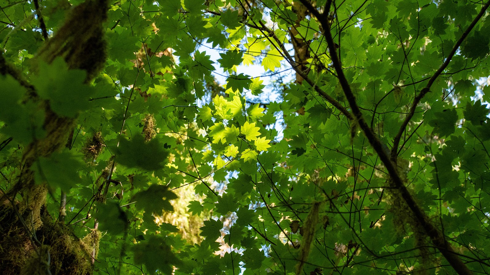 Sunlight filters through green maple leaves and mossy branches.