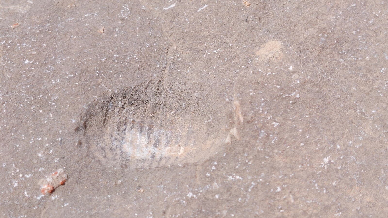 A fossil shell imprinted in the rock.