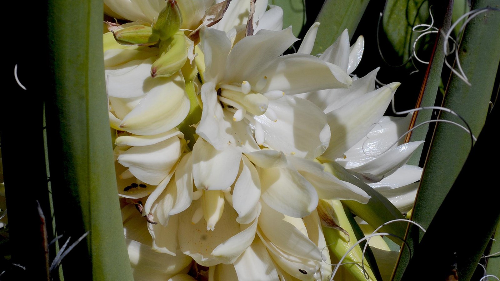 white waxy flowers amid stiff green leaves