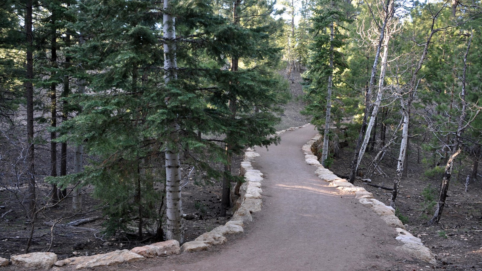 A flat, hard-packed trail bordered on either side by rocks winds through a pine and aspen forest.