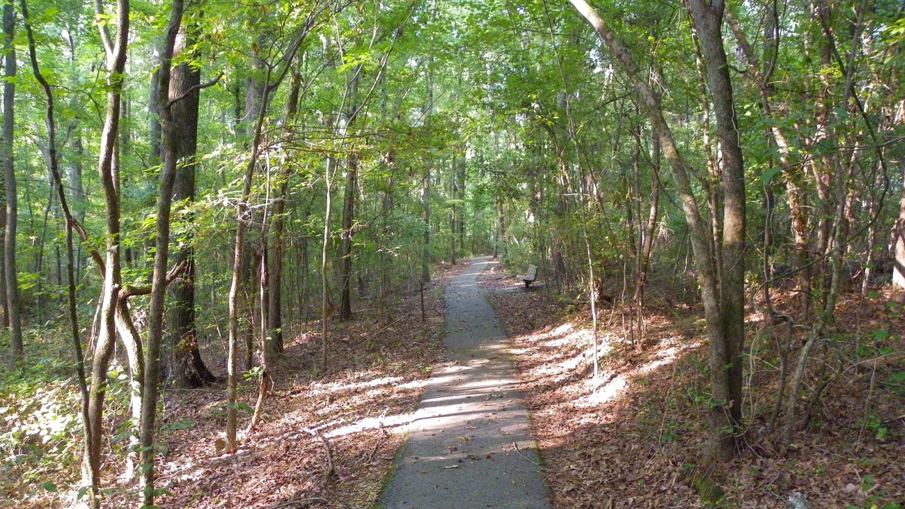 A paved trail into a green forest. 