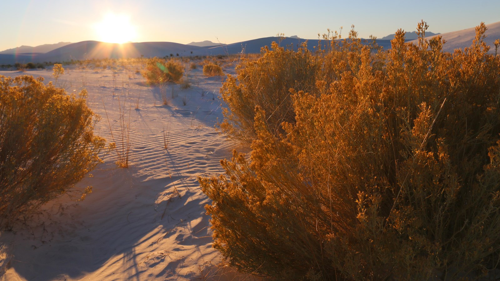 A large shrub at sunset on the Backcountry Camping Loop Trail.