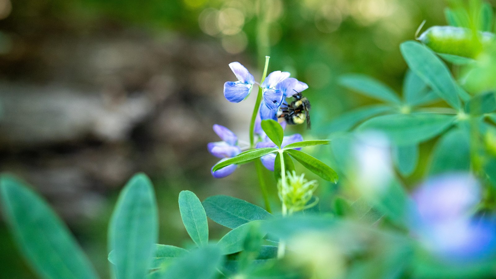 A bee on a purple lupine flower
