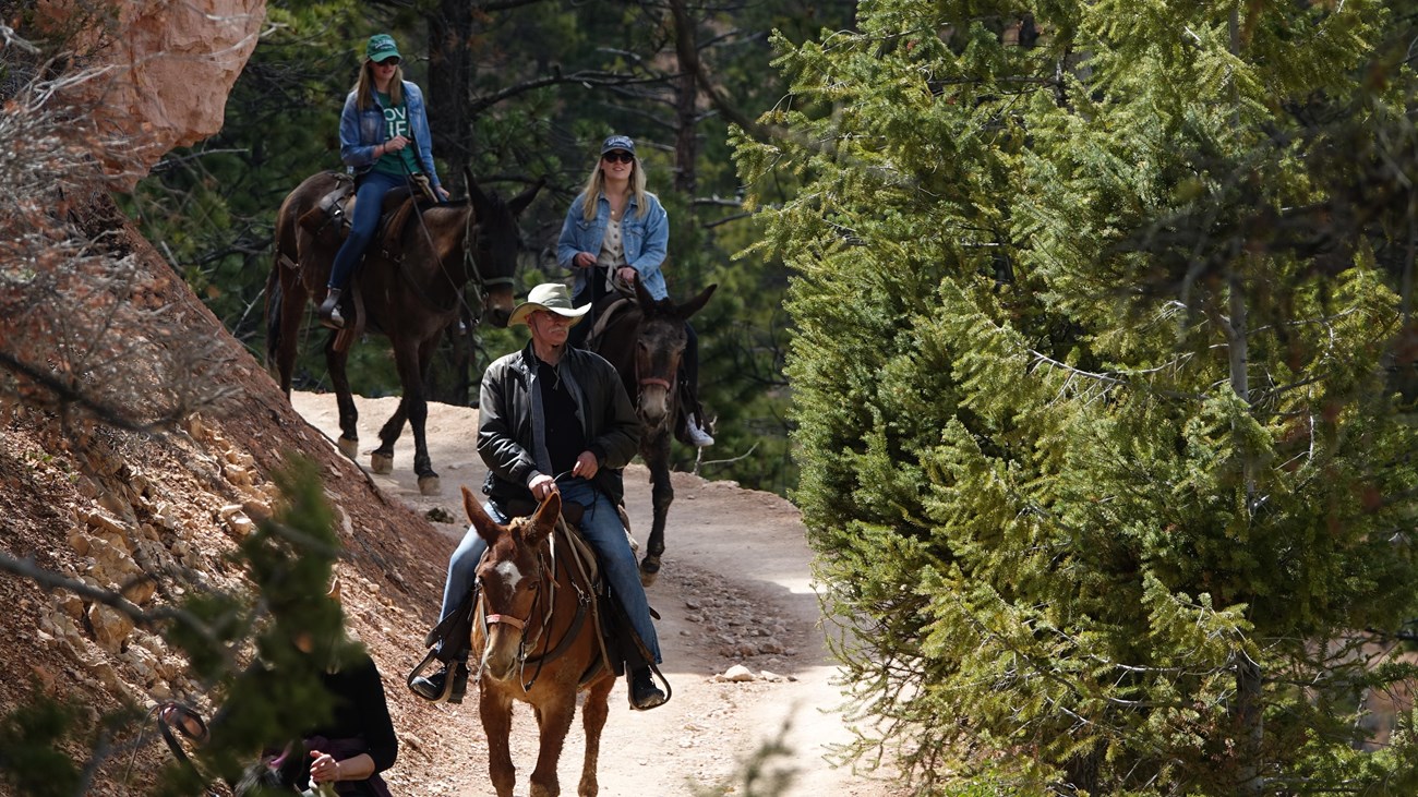 Three riders on horseback descend a trail bordered by pine trees and large rocks