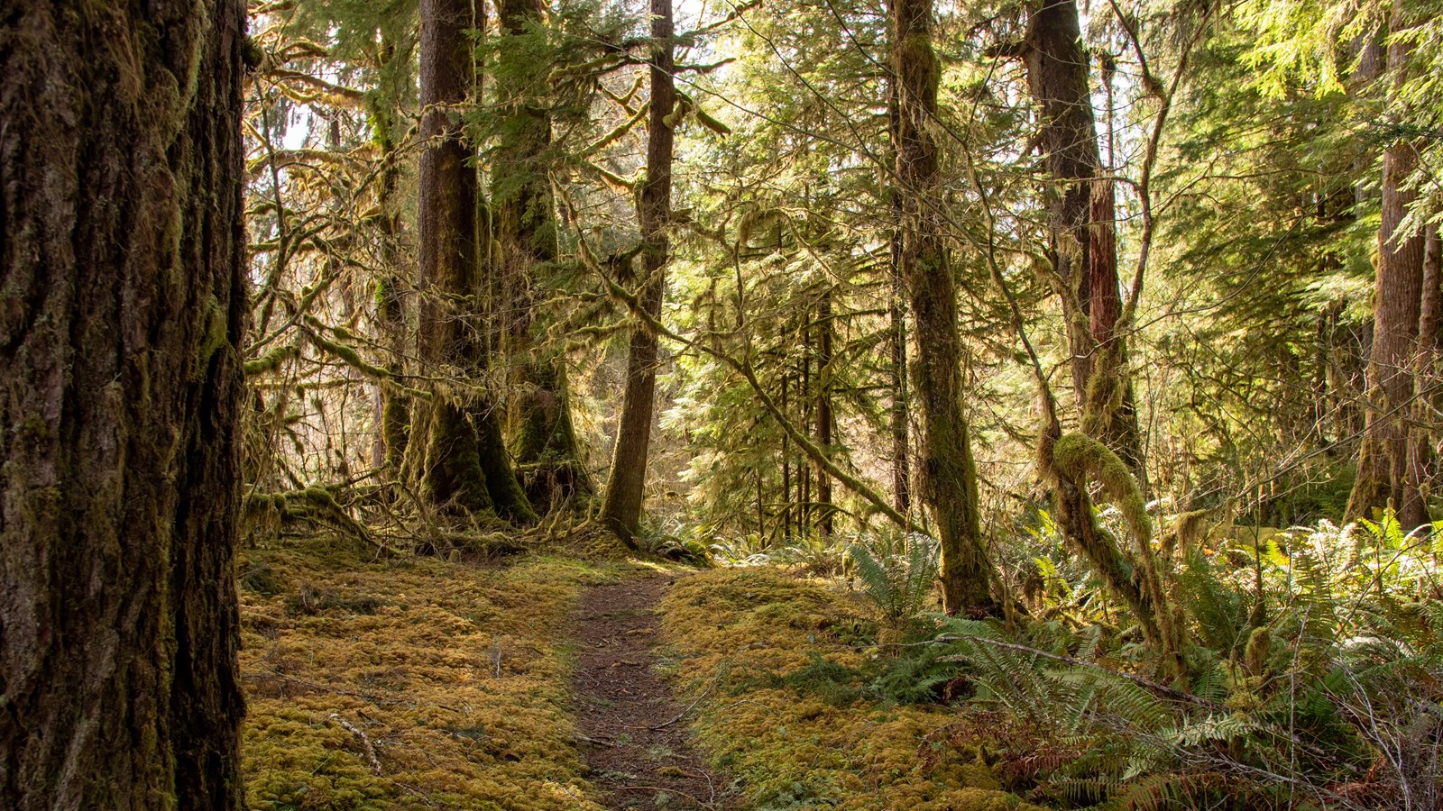 A trail winds through mossy green and golden forest.