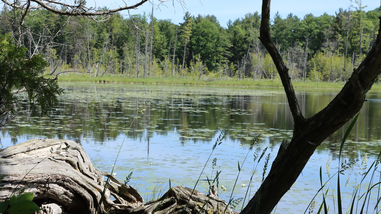 Peeking between a few branches, the lake is so still the tree ine is reflected on the water. 