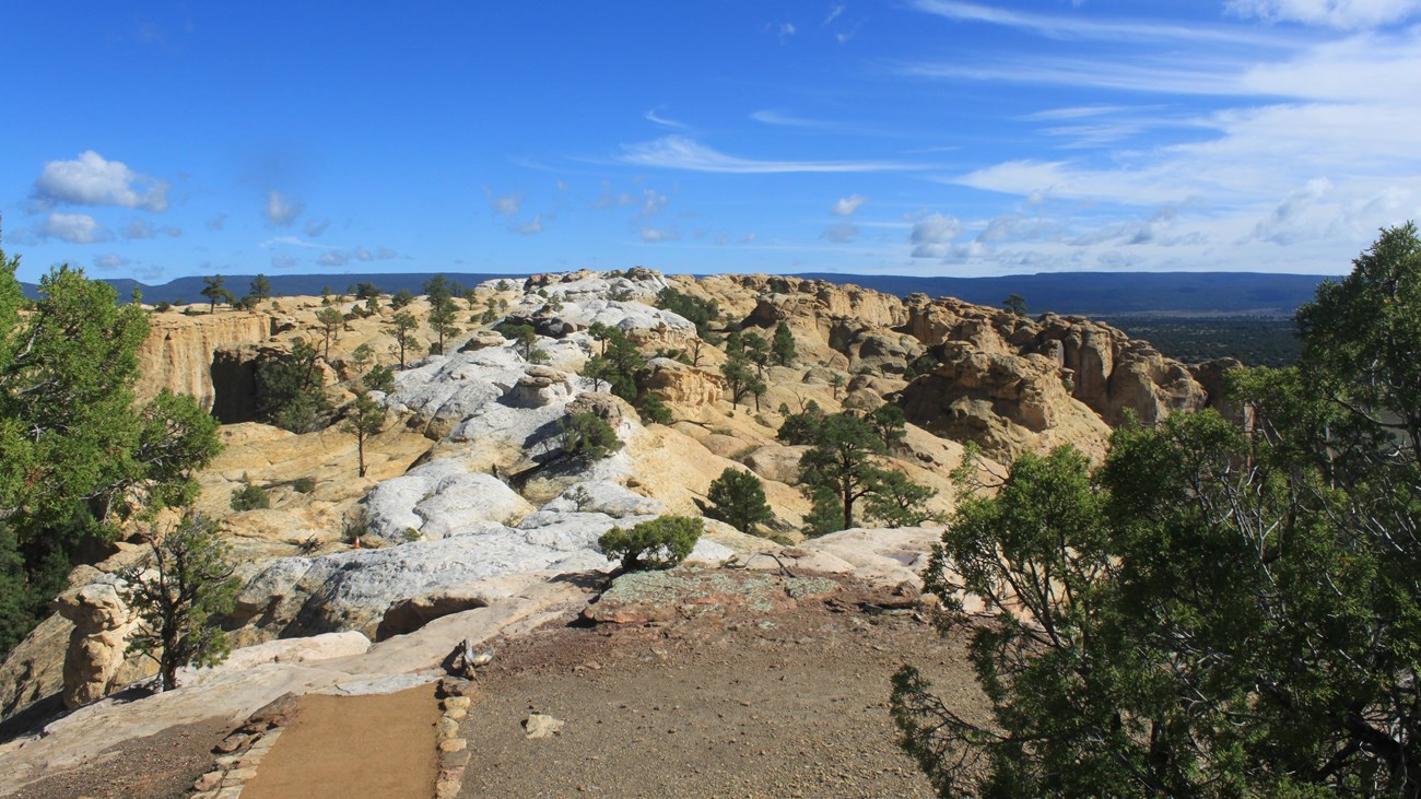 A trail leading towards a sandstone surface with small trees scattered across the top. 