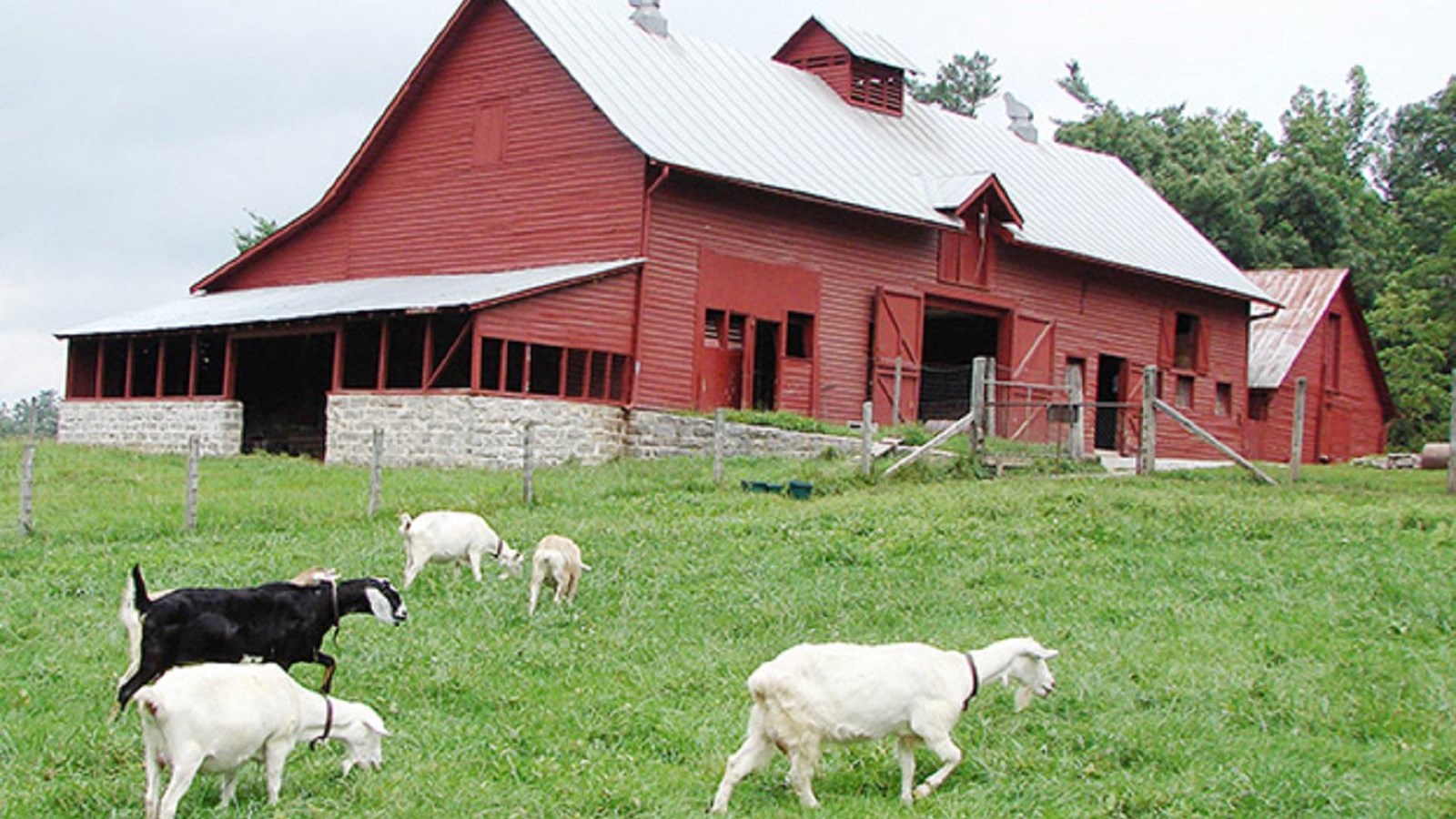 Goats graze in green pastures with a big red barn in the background.