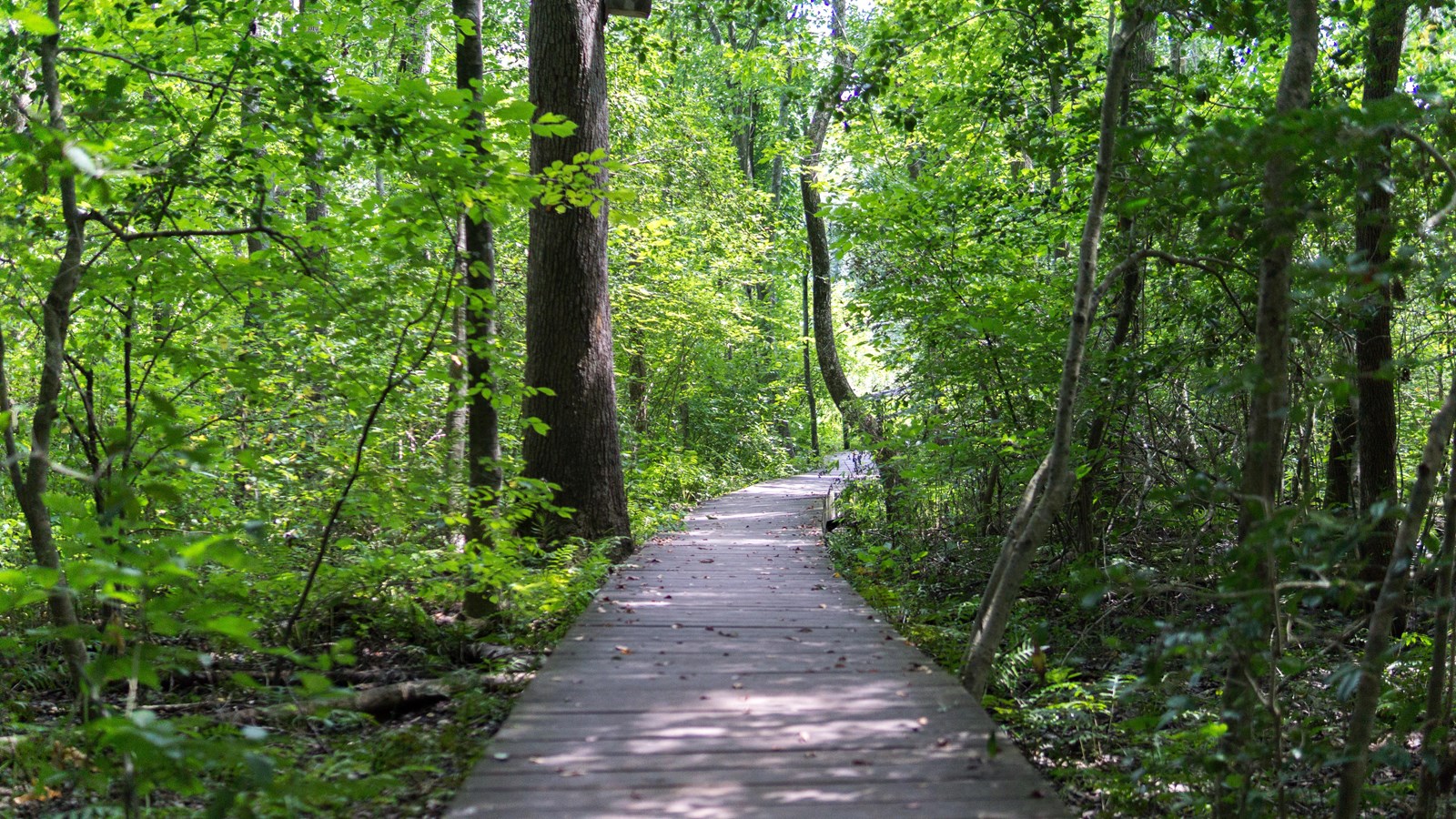 A wooden boardwalk leads through a forested area.