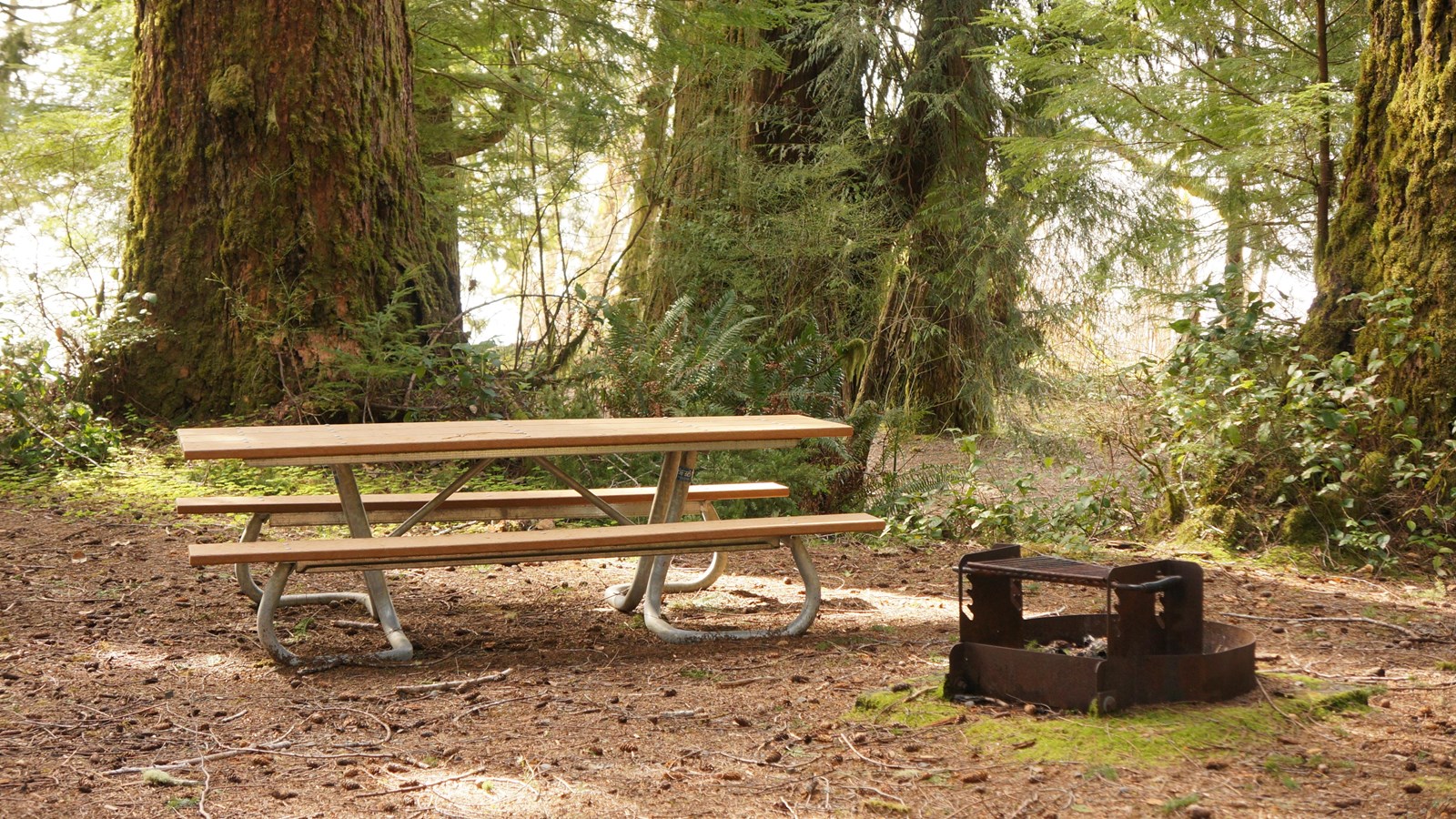 A picnic site with table and fire ring among large conifer trees.