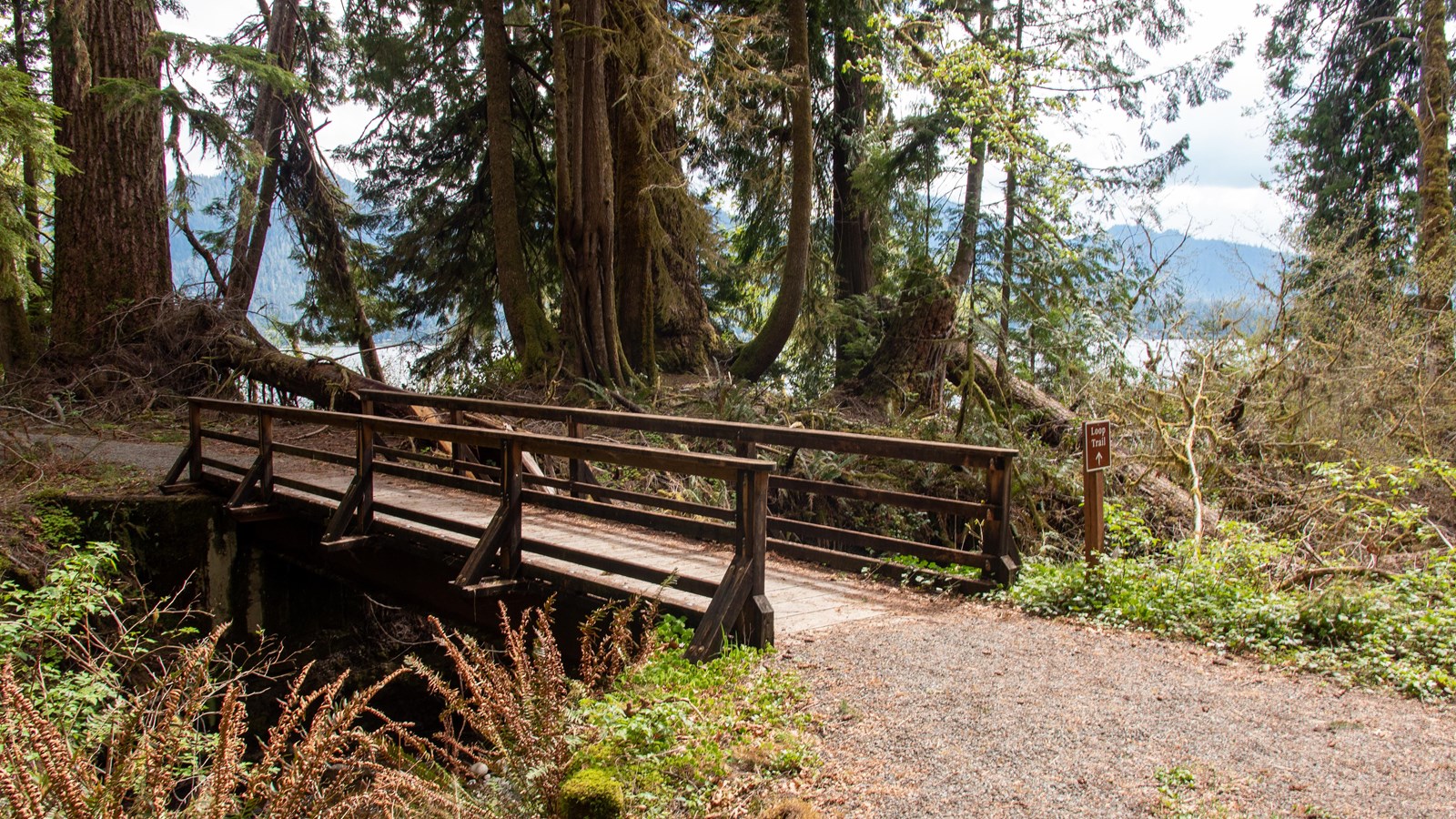 A trail leads toward a wooden bridge in the forest. A lake is slightly visible through the trees.