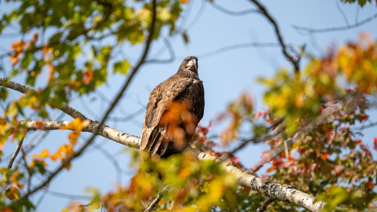 A juvenile bald eagle (full brown plumage) perched on a branch of a birch tree.