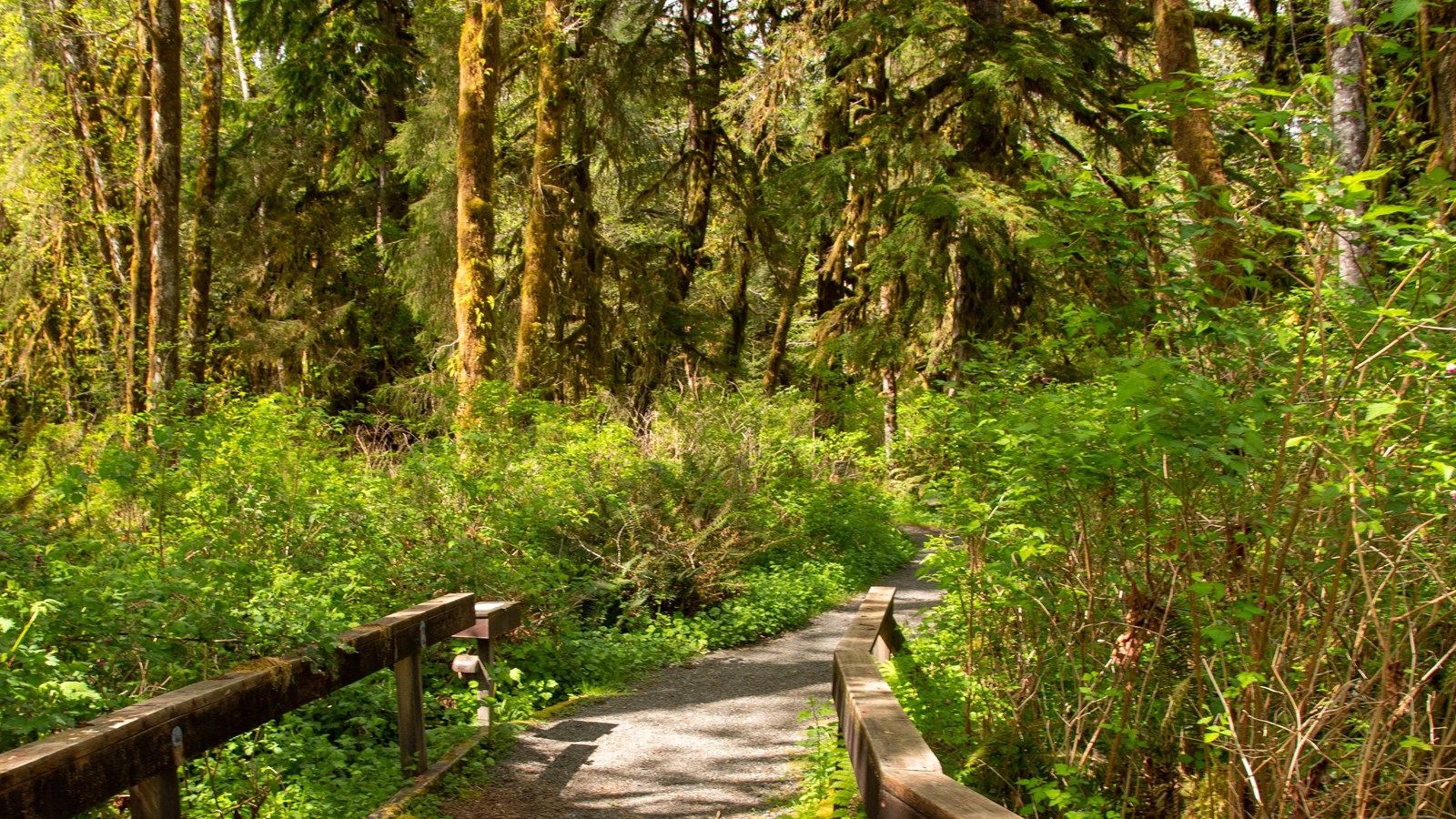 A wooden bridge becomes a trail through the forest