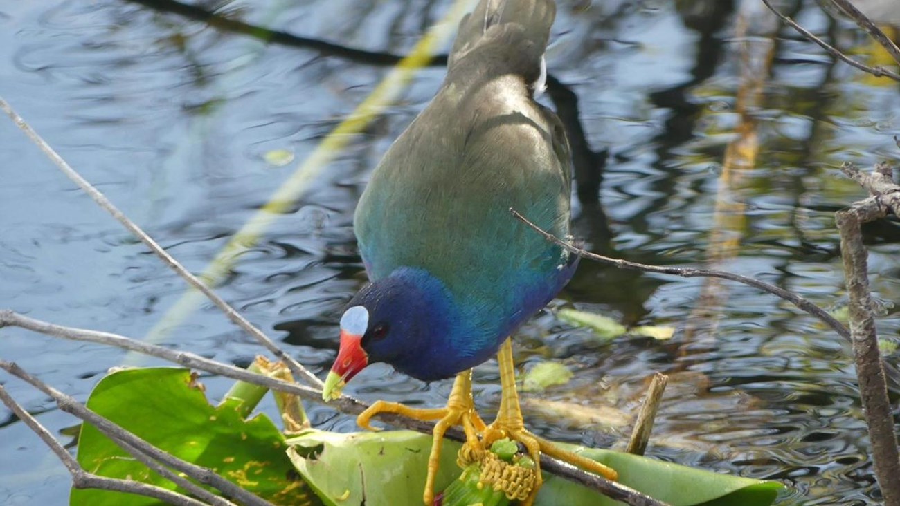 n: A brightly-colored blue and green bird with long, yellow toes eats a flower head among lily pads