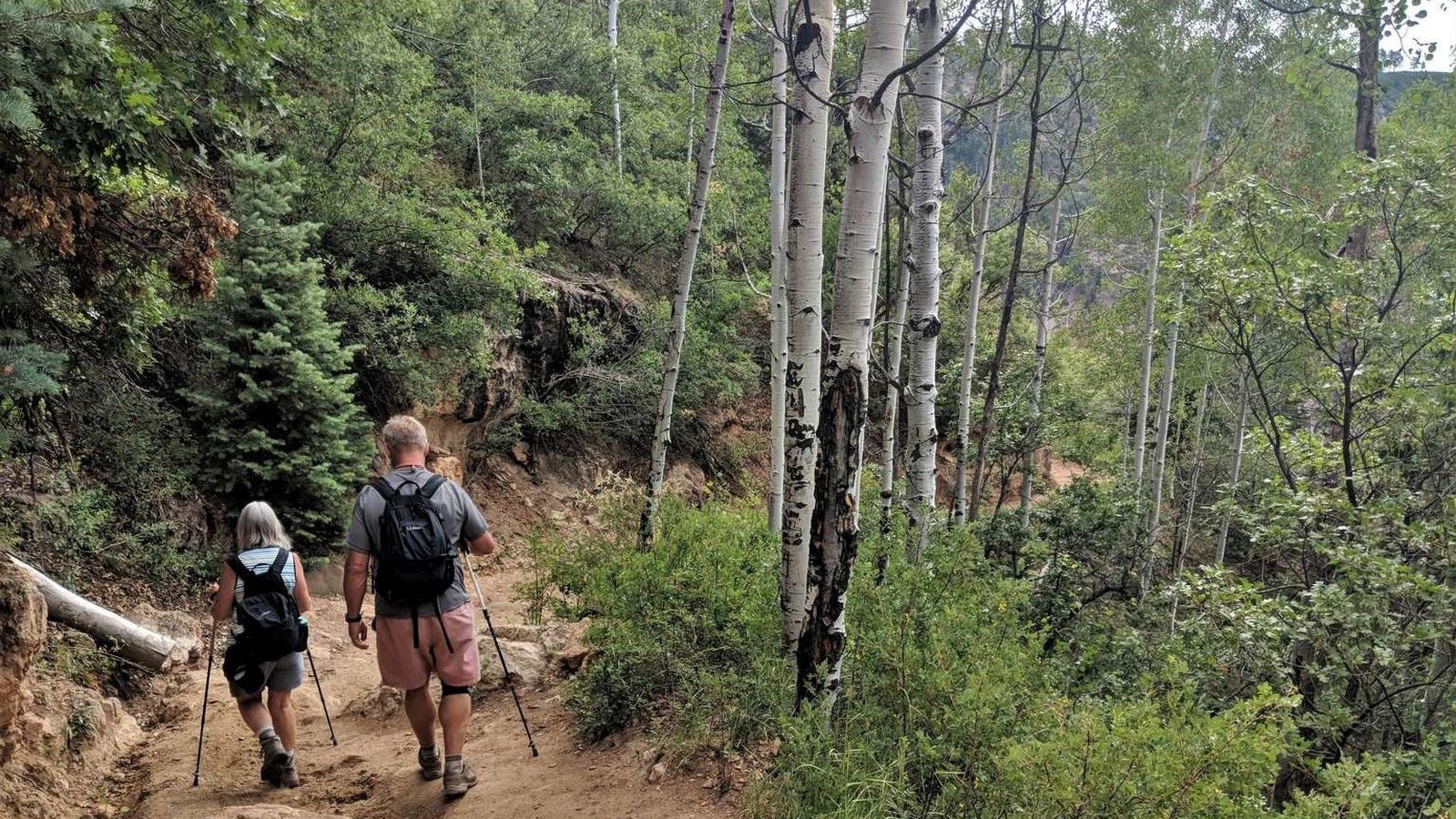 Two hikers walk down a dirt trail in a lush aspen conifer forest.