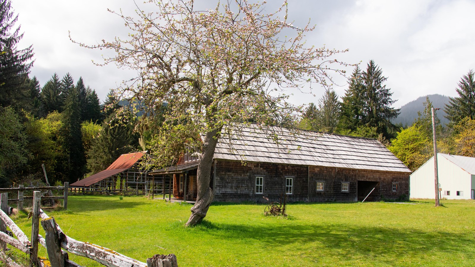 A historic homestead and barn with an apple tree in bloom.