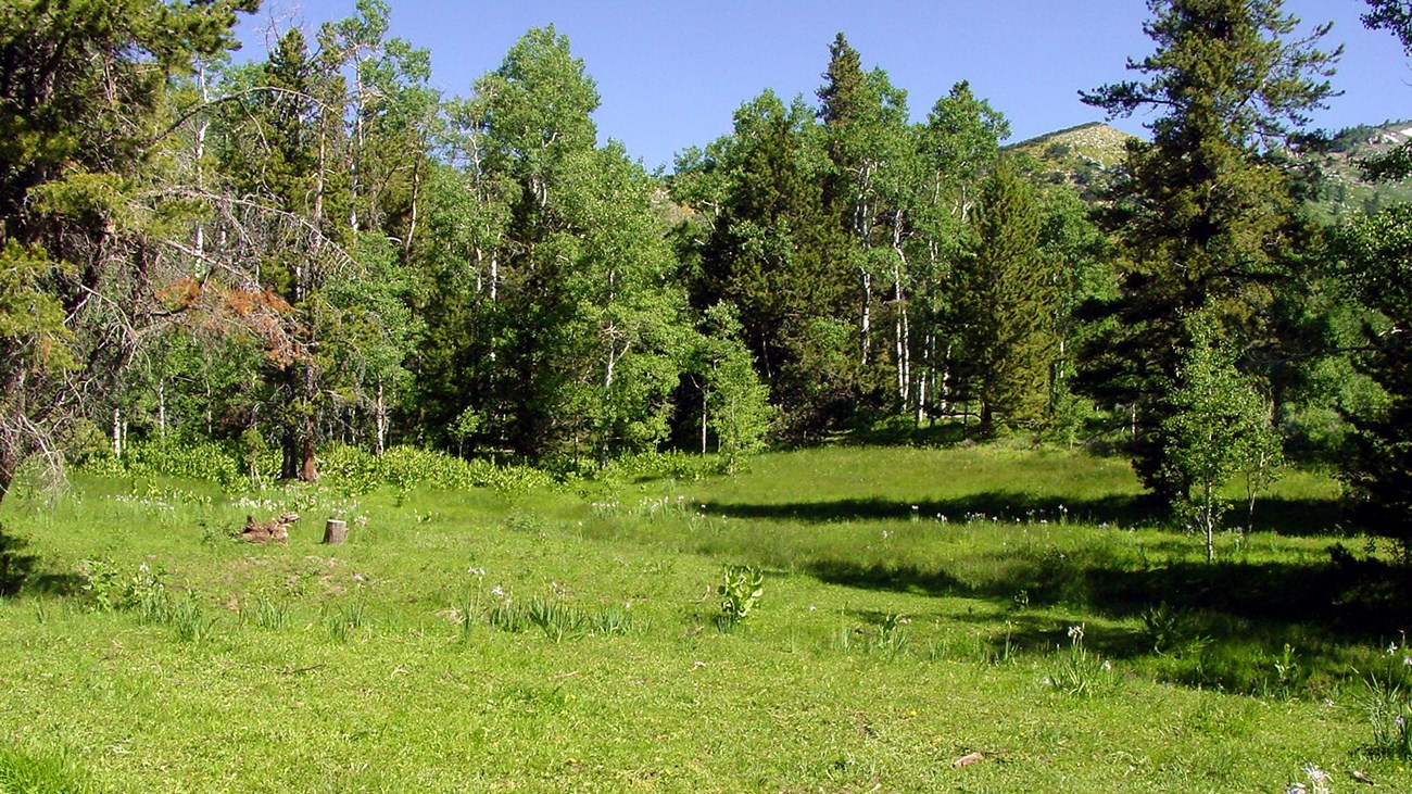 Grassy meadow with purple wild iris surrounded by lush pine trees.