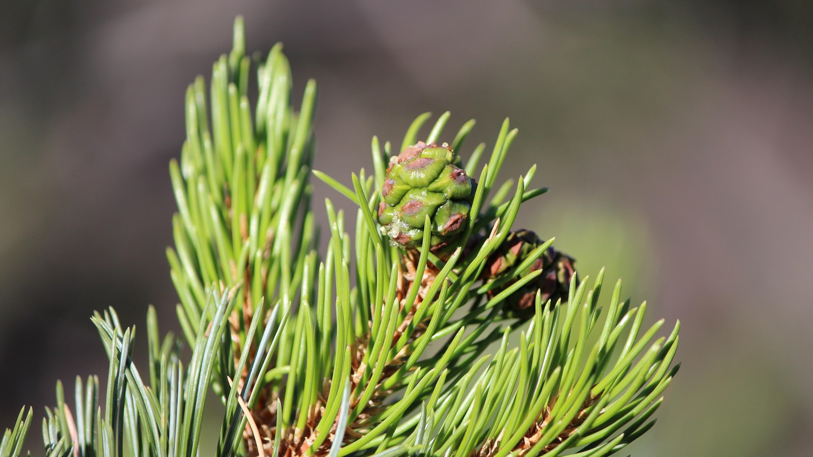 Several green pine cones are growing along the end of a tree branch.