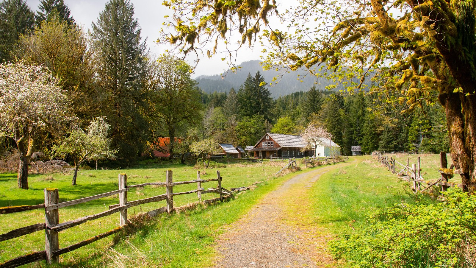 An old road leads past mossy trees and blooming fruit trees in fields to a homestead.