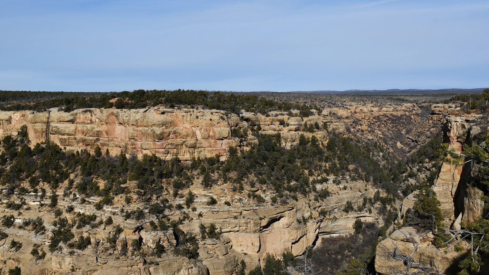 Cliff canyon stretches out across the landscape. Junipers and pinyon pines dot the sandstone slopes.