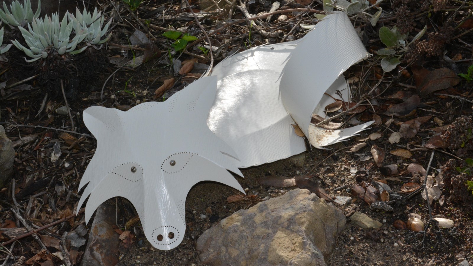 The island fox is curled up in a tight ball on the ground as its bushy tail wraps around its body. T