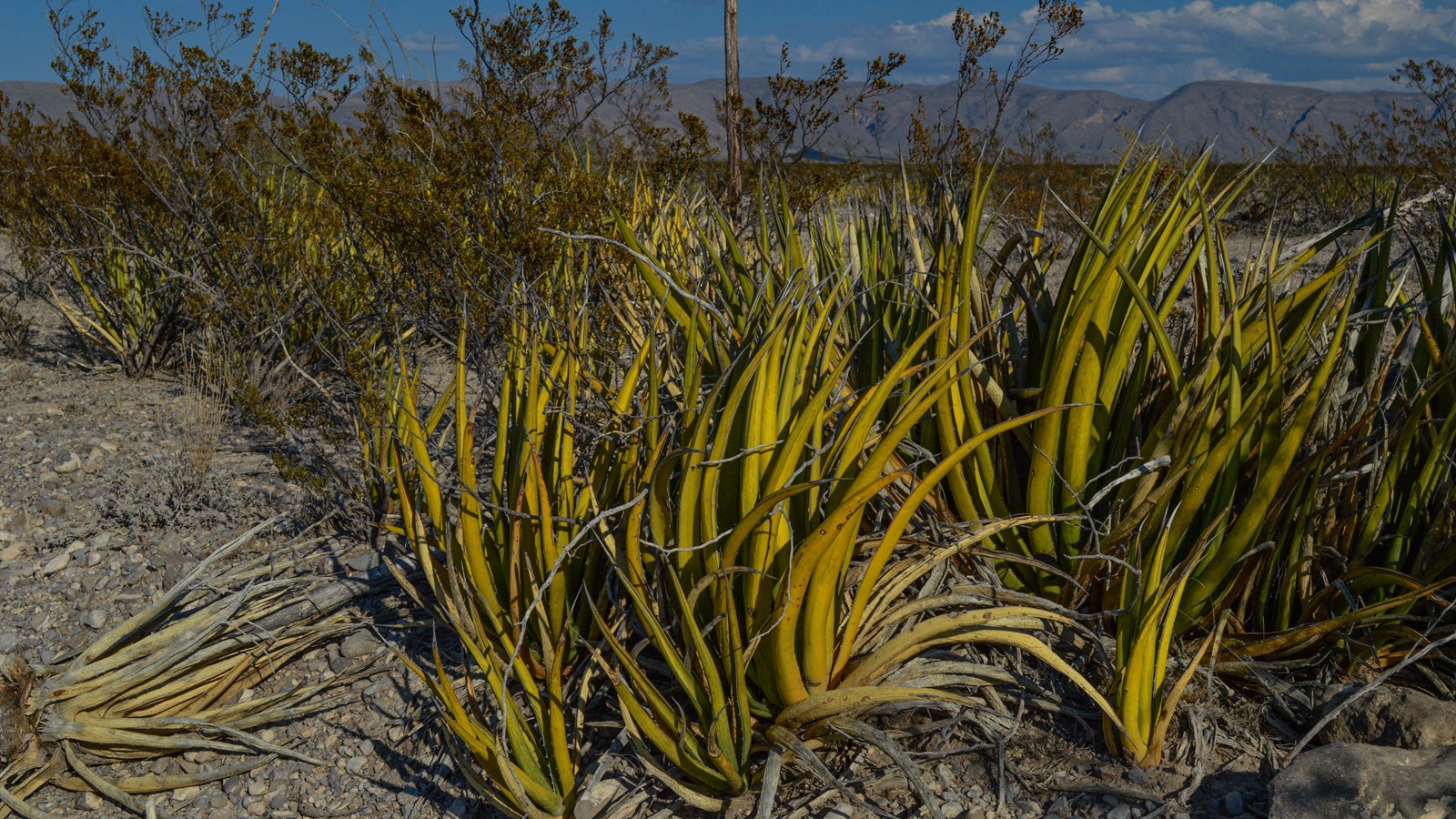 A group of short plants with narrow, yellow-green leaves with very sharp pointed spikes at the end.