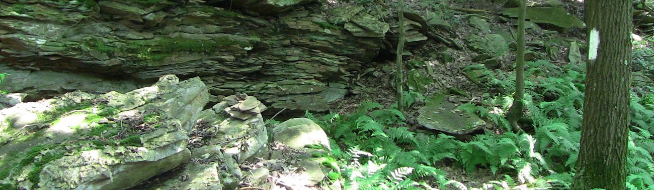 a rock outcropping in a deciduous forest with ferns along a blazed footpath