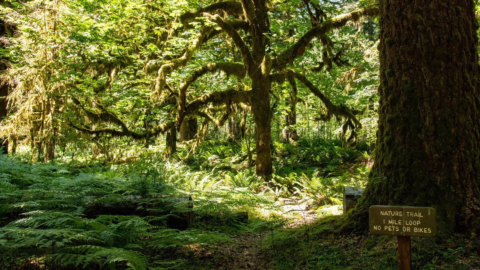 A sun-dappled trail in the rain forest.