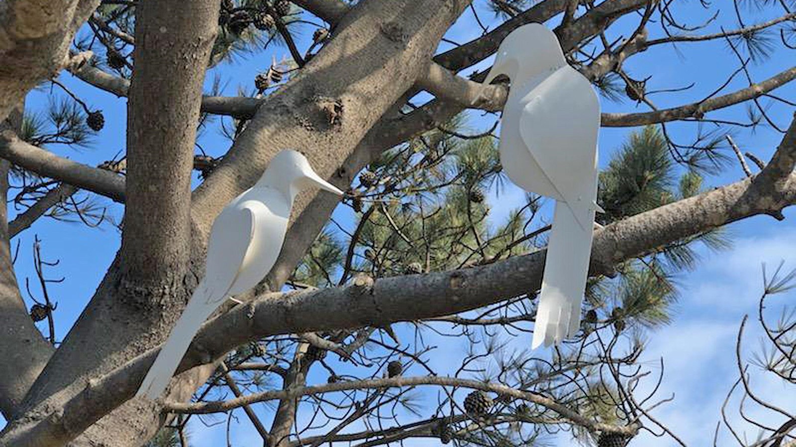 The island scrub jay is smaller, about one foot long, wings folded across the back, long fringed tai