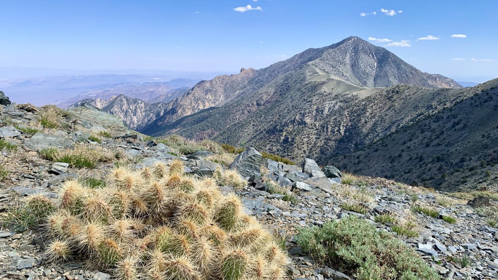 a cactus in the front with a prominent mountain behind