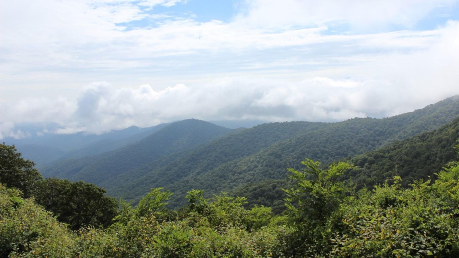 Mountain ridge line covered in lush green trees and white puffy clouds above