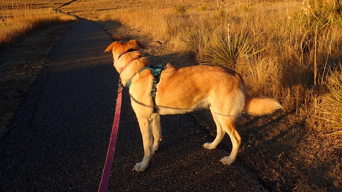 A dog is leashed while standing on a paved trail with sandstone bluffs in the background. 