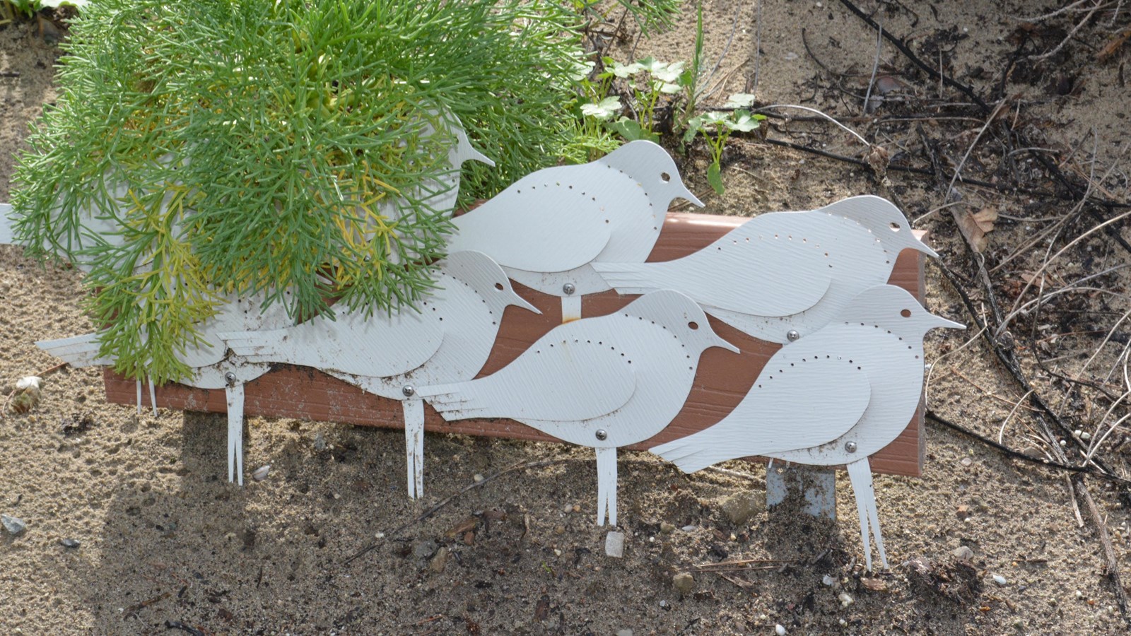 A group of eight snowy plovers stand clustered together on the ground. These small shorebirds measur