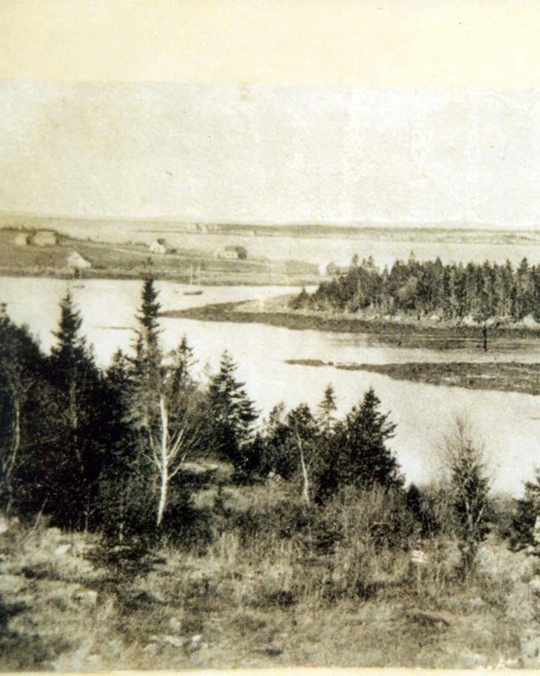 B&W photo of coastal area with conifer trees