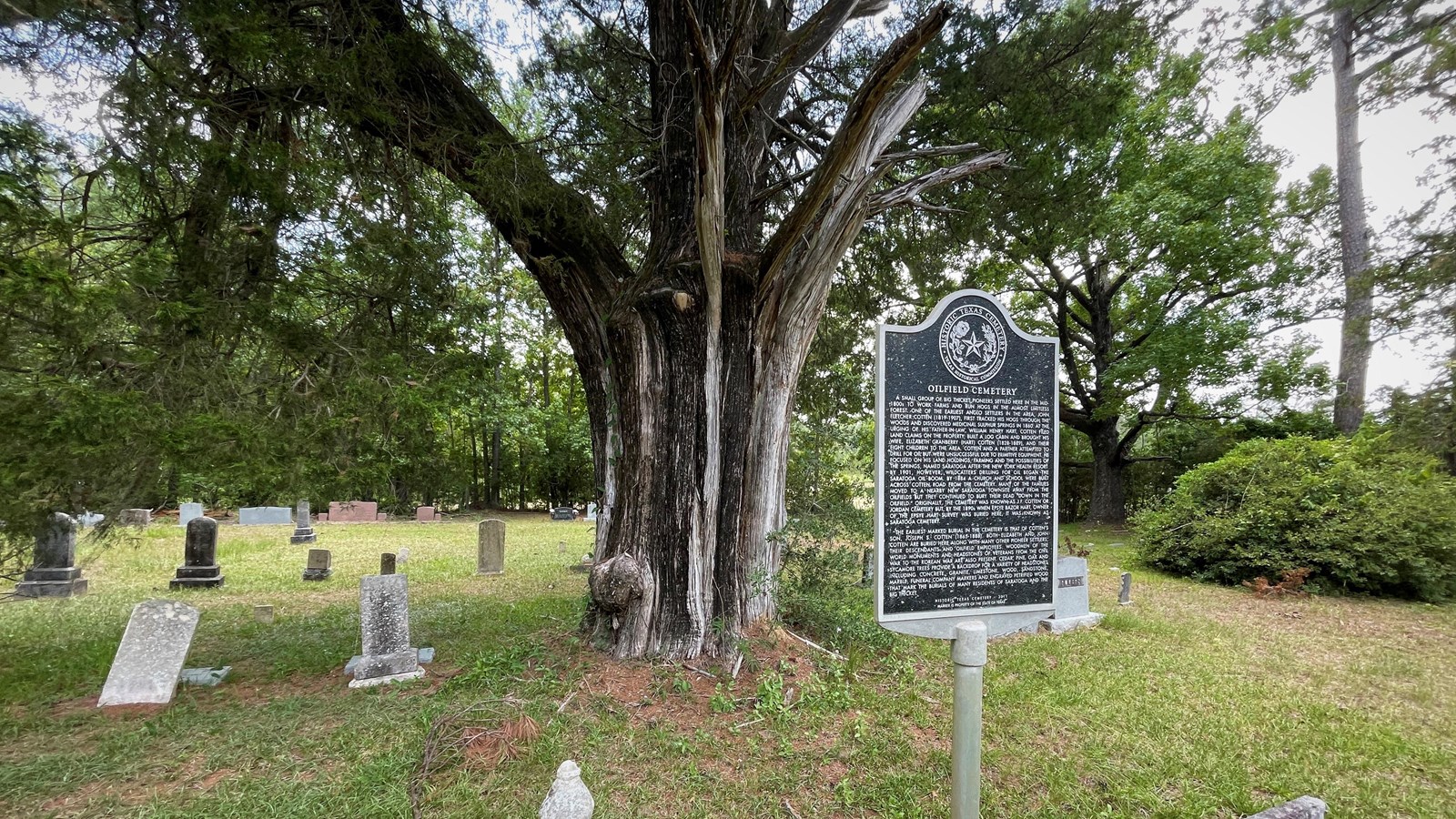 A big cedar tree growing in the middle of a cemetery with gravestones and a historical marker.
