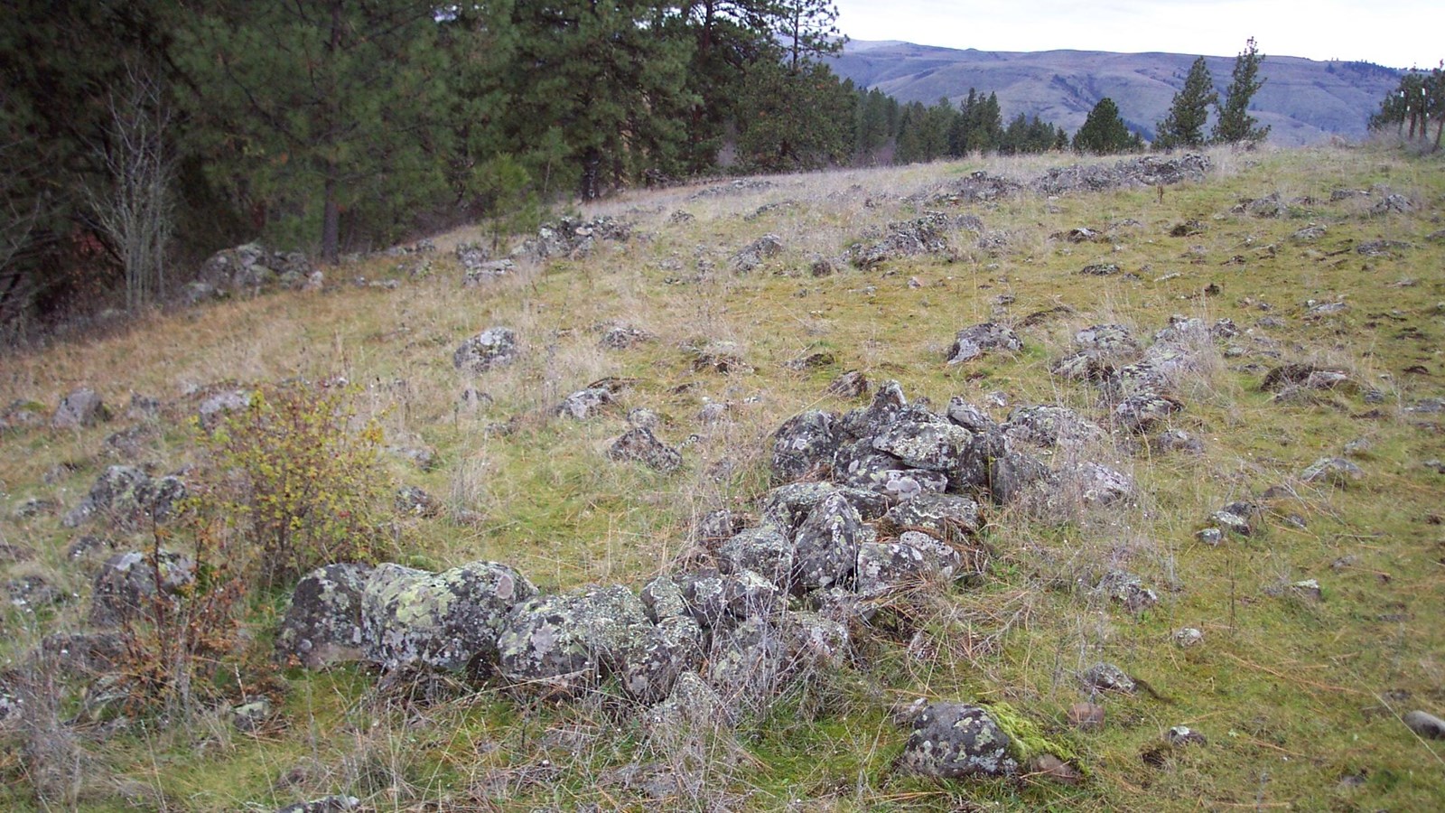 A rounded mountain top with dense coniferous trees and an open meadow with rocky terrain