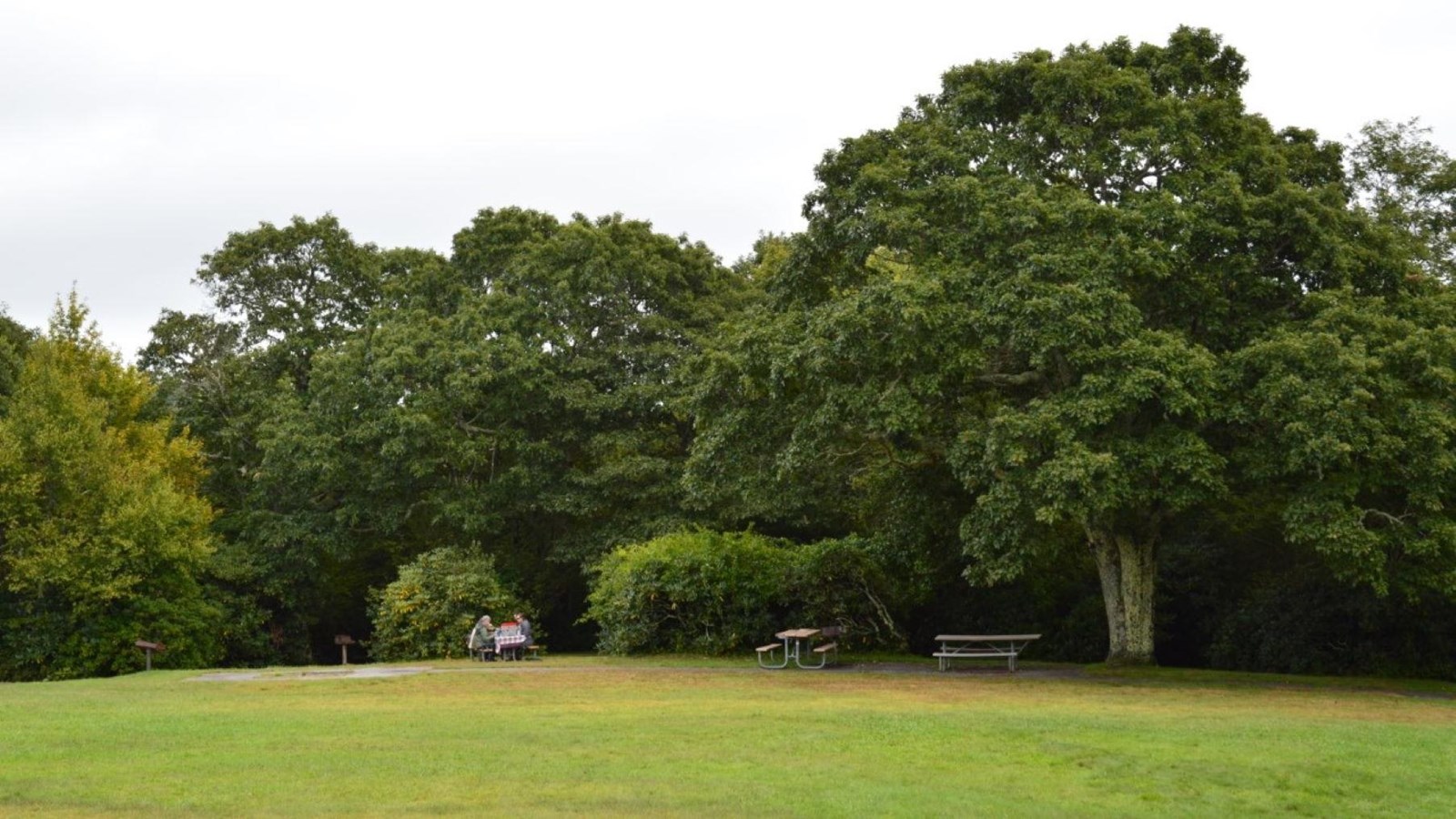 People eating at a picnic table under a large, mature oak tree across a grassy field. 