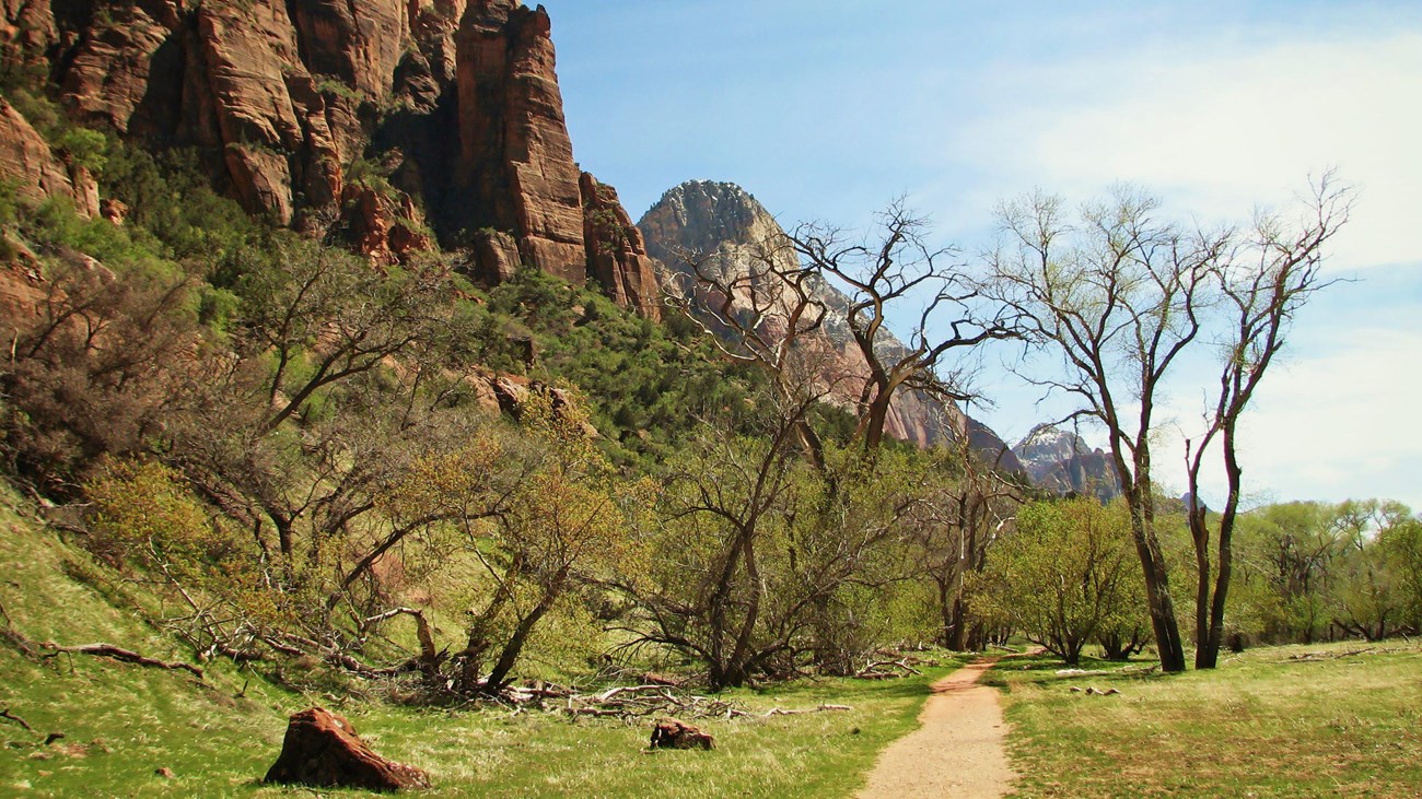 A tan path crossing green grass into a stand of trees. A red sandstone mountain is to the left.