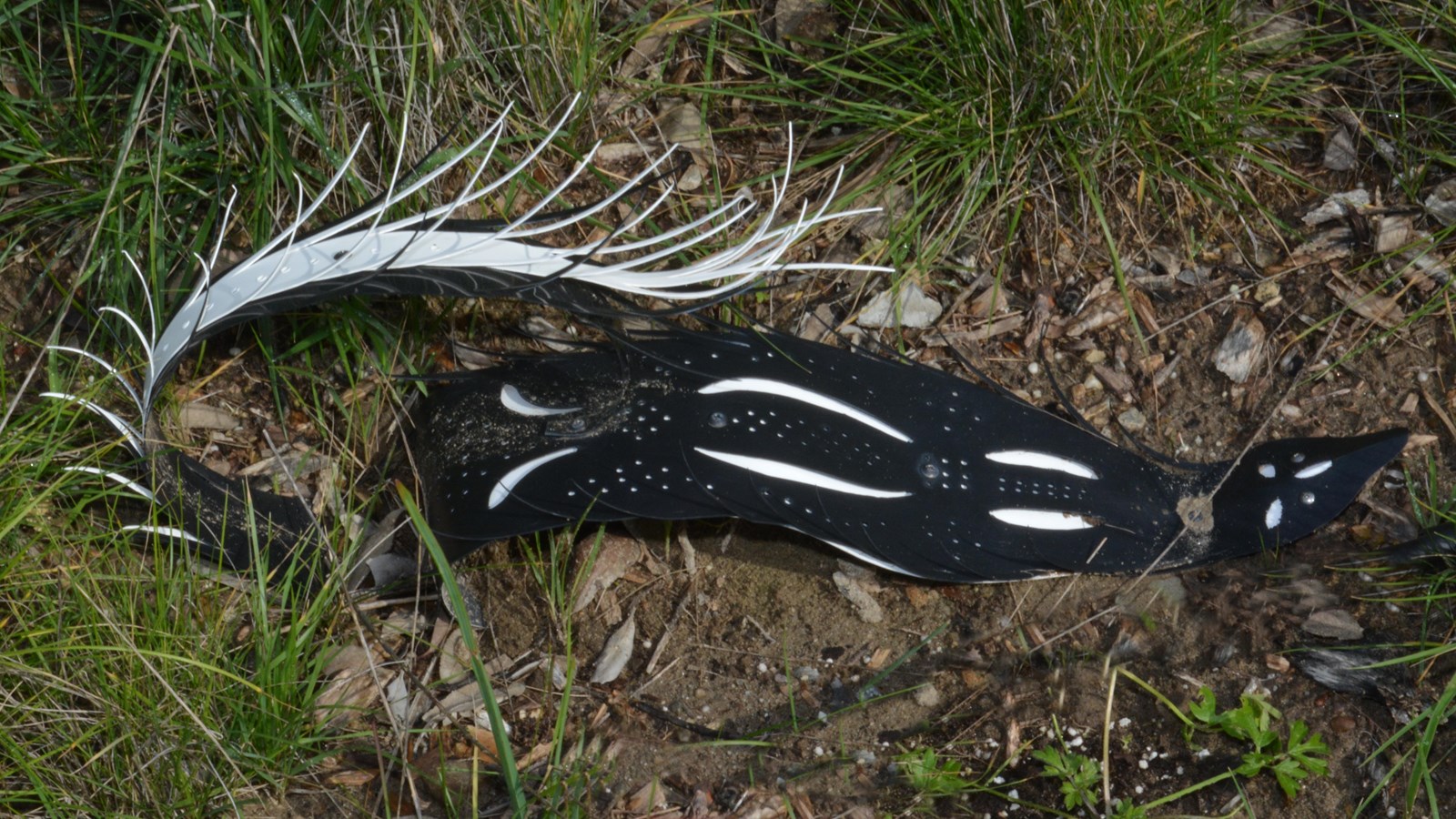 The island skunk is made of a black plastic. This small cat sized skunk is flat to the ground. its b
