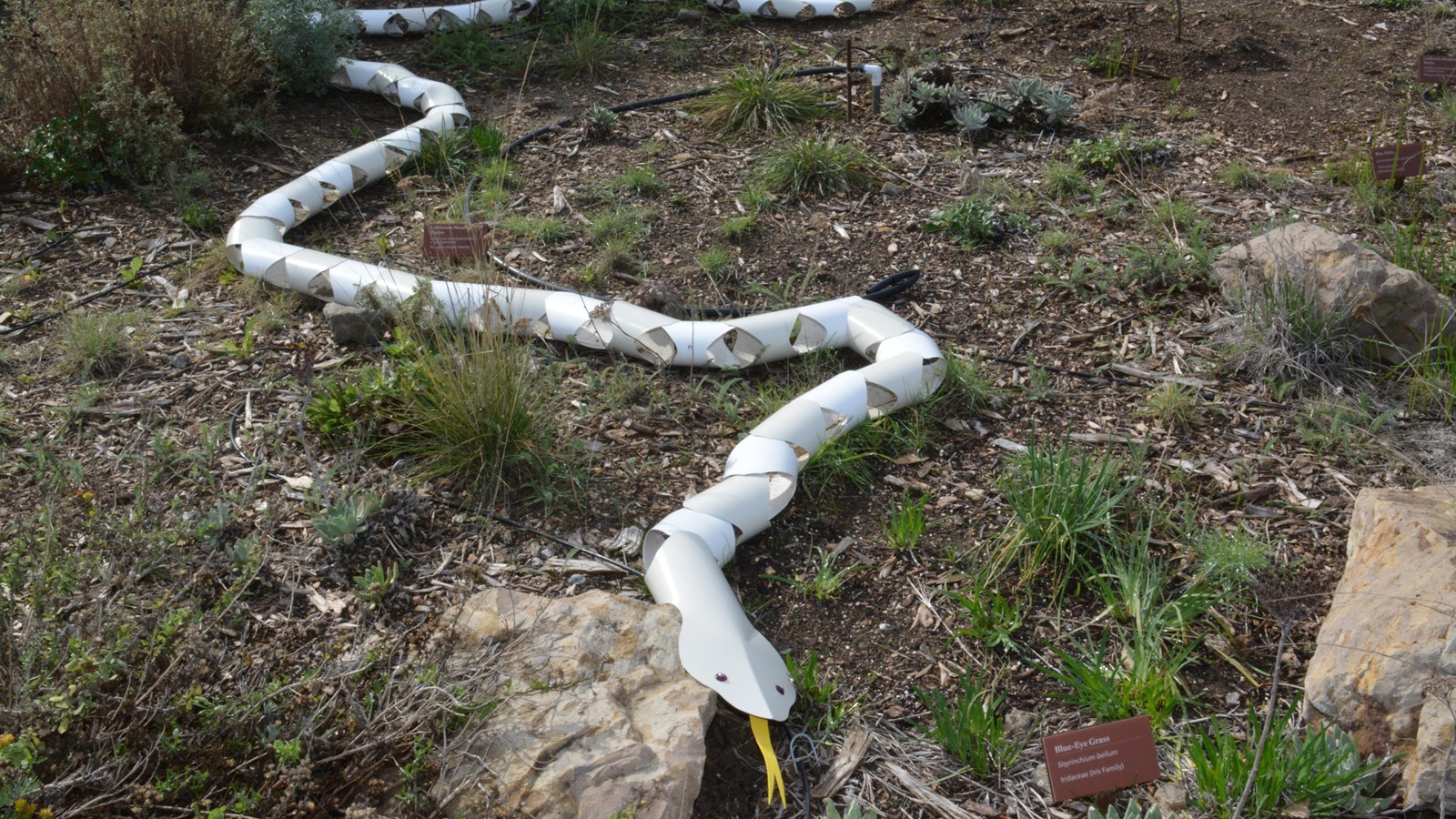 This 22-foot-long sculpture of the Santa Cruz island gopher snake is like a long, white paper chain.