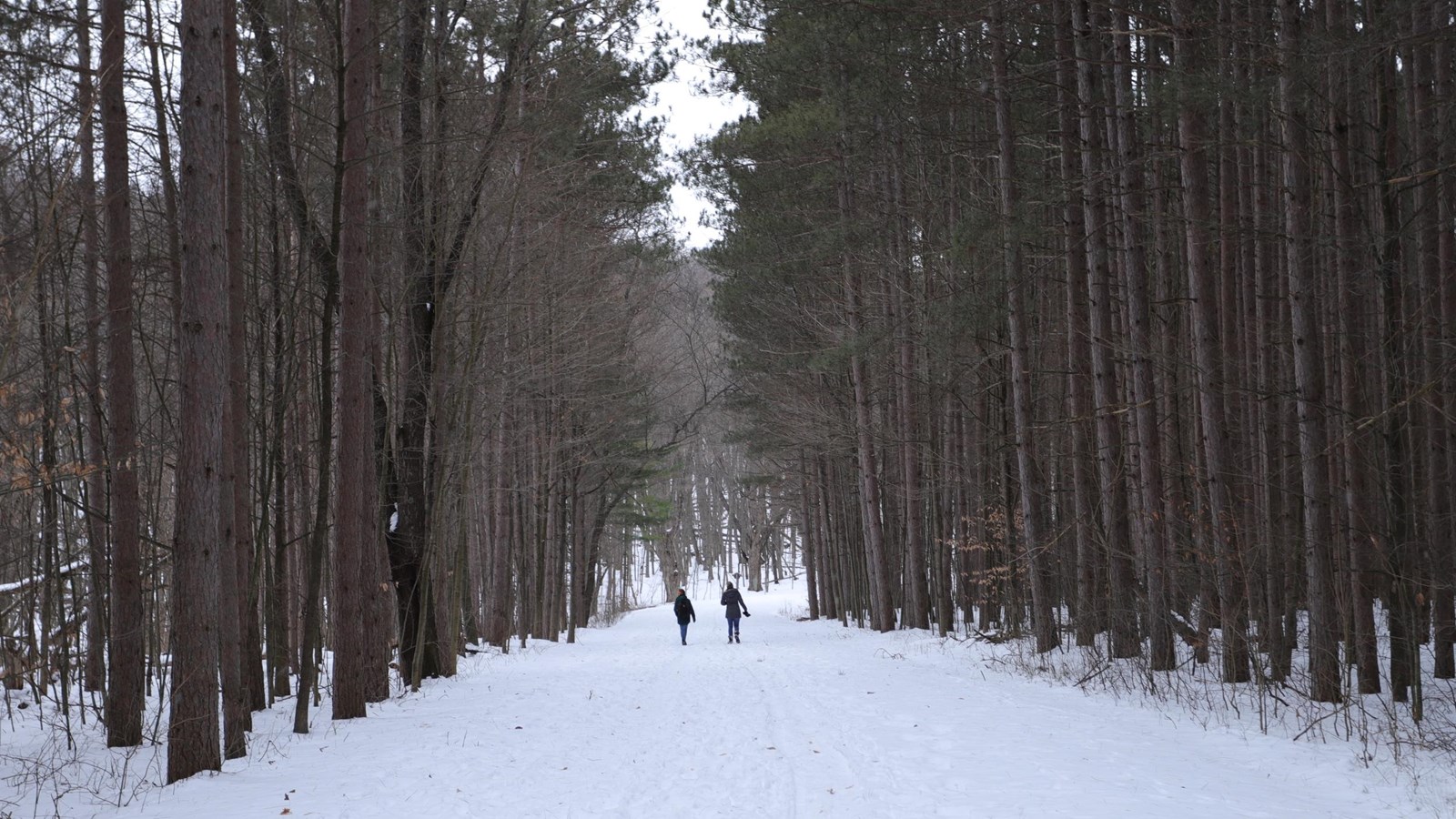 People walking on a snow-covered road surrounded by tall pine trees.