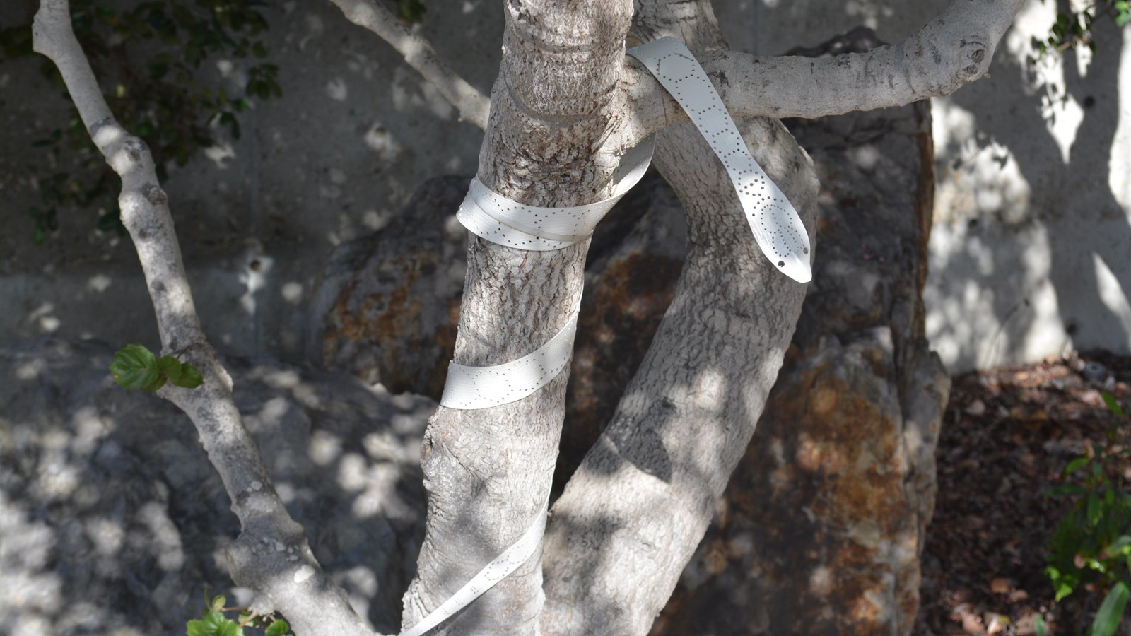 Three Santa Cruz island gopher snake sculptures are coiled around narrow branches of a coast live oa