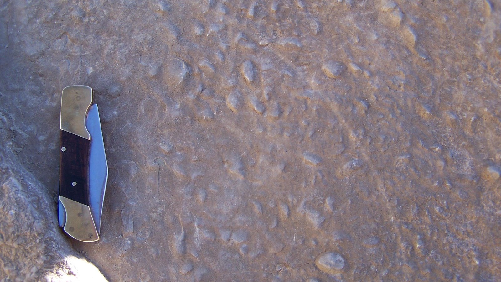 A small pocket knife on a rock face covered in clam shell fossils.
