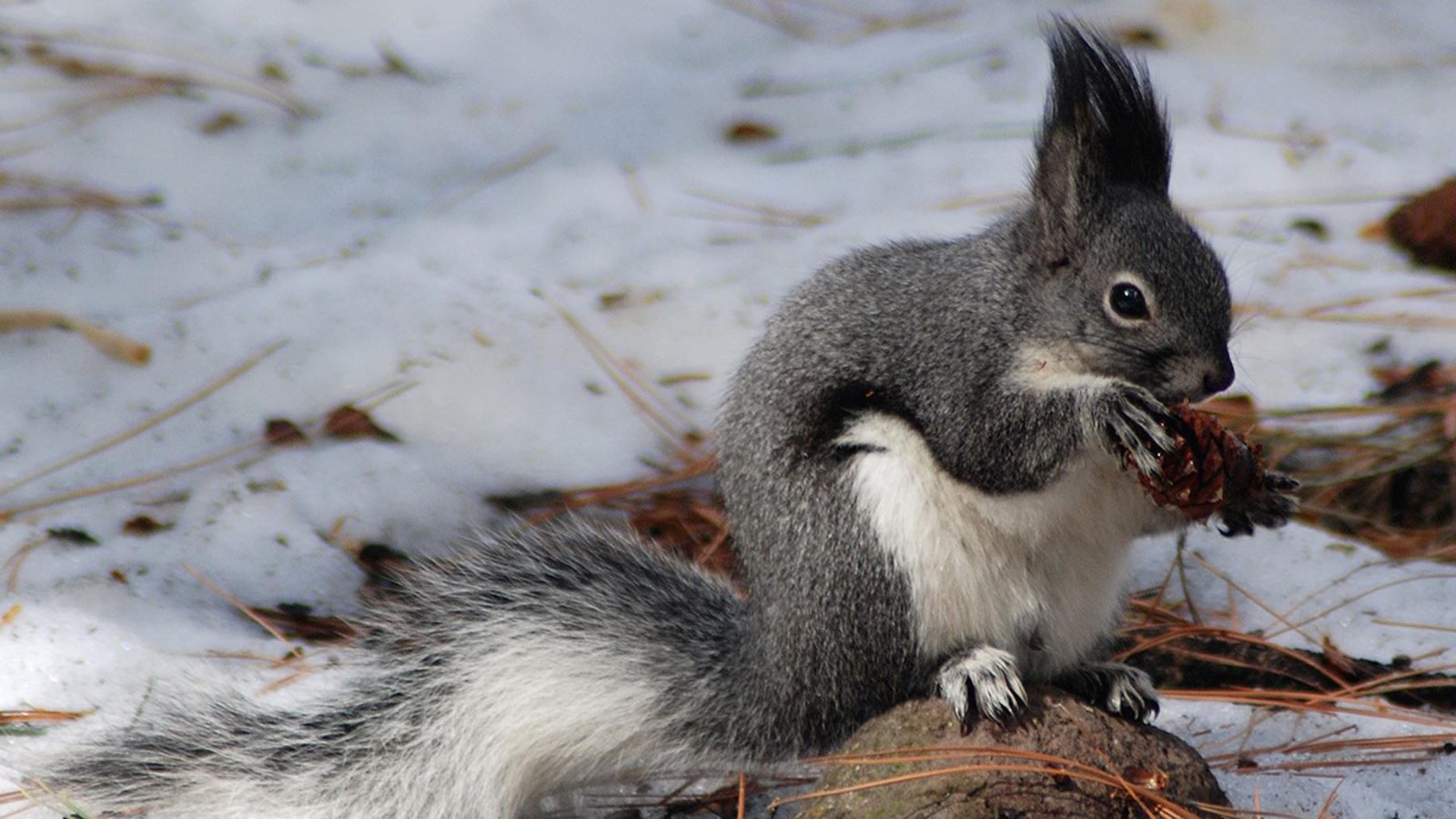 A gray squirrel with a white belly and large ear tufts perches on a rock while eating a pine cone.