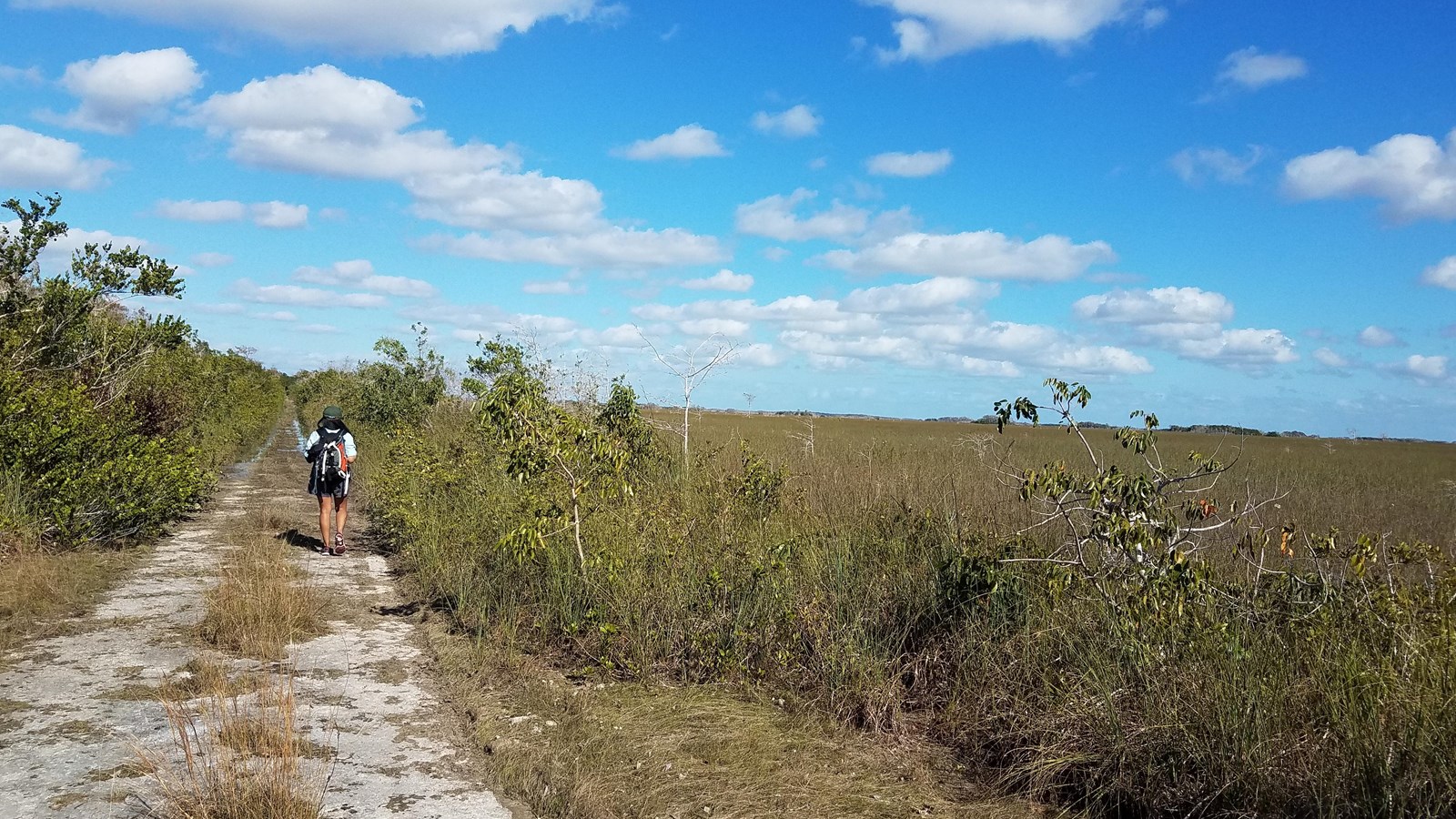 A hiker on a trail flanked by shrubby green trees on the left and open sawgrass on the right