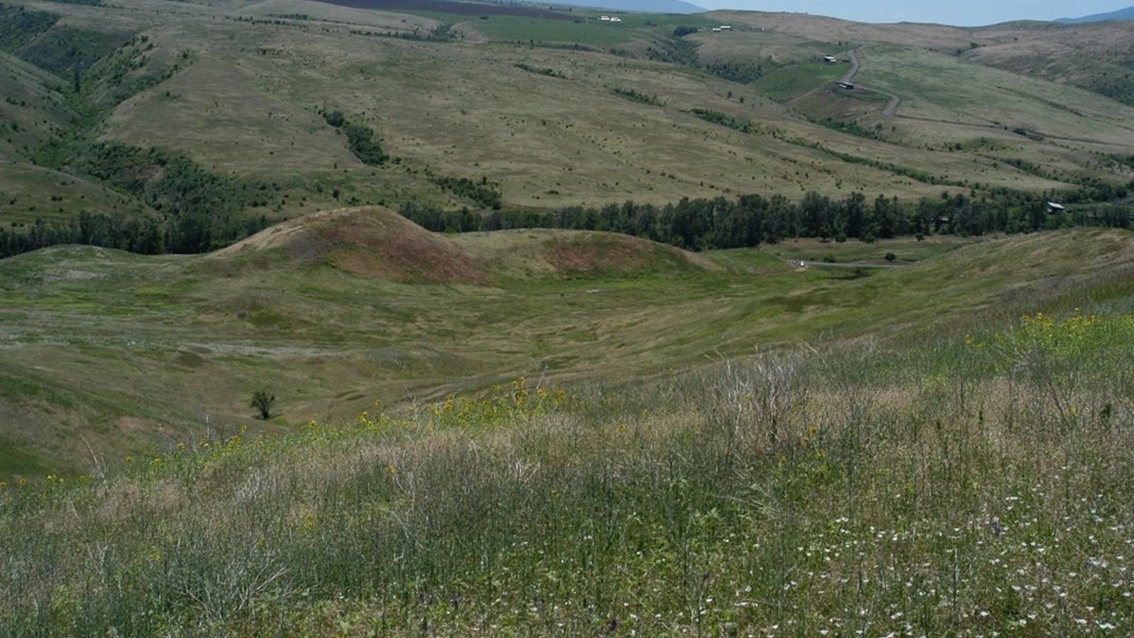Rolling hillsides covered with a variety of tall grasses.