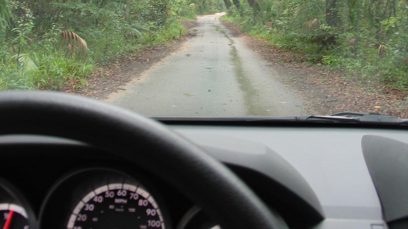 a view from the drivers seat of a wooded read with steering wheel 