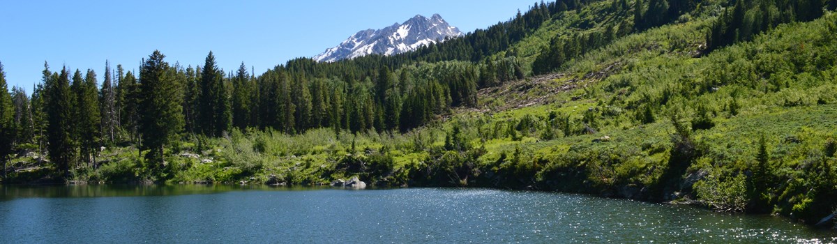 A pond surrounded by grassy shores.